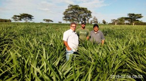 Secretário de Agricultura e Pecuária Ivanir, responsável Luiz Félix e Wesley Fávaro, entusiasmados com o banco de mudas do capim Kurumi cultivado em assentamento de Itaquirai