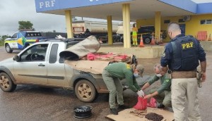 Motorista disse que cobraria R$ 35 a dúzia. (Foto: Divulgação/ PRF)