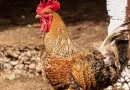 Casal é multado em mais de R$ 36 mil por criar galos de rinha e mantê-los em situação de maus-tratos