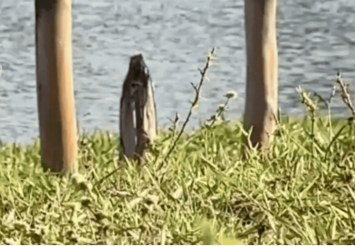 Vídeo- Mulher vê ‘Nossa Senhora’ em madeira no Parque das Nações logo após fazer oração