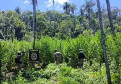 Operação destrói 18 hectares de plantações de maconha na região de fronteira