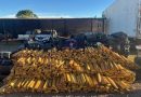 Quase 4t de maconha são apreendidas em meio a carga de algodão