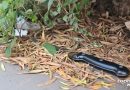 Jovem leva facada no olho em Tacuru