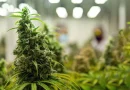 Maconha é a droga que lidera aumento das apreensões nas rodovias federais de MS em 2026