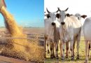 Produção do agro de MS cresce e é avaliada em R$ 83,4 bilhões