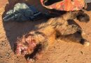 Seis homens são presos com armas e animais abatidos durante caça ilegal