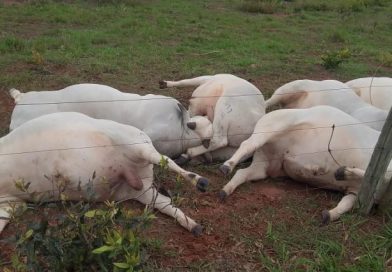 Sete touros morrem eletrocutados e prejuízo chega a R$ 160 mil